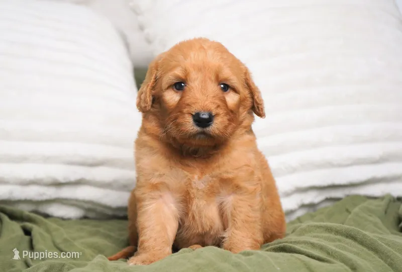 Harlow – Goldendoodle puppy for sale in Millersburg, IN