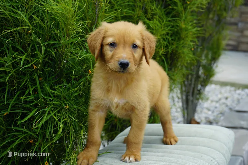 Simba – Golden Retriever puppy for sale in Millersburg, IN