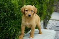 Simba, a male Golden Retriever for sale in Millersburg, IN – 2 of 9