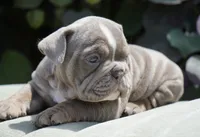 Rosie, a female English Bulldog and Olde English Bulldogge for sale in Millersburg, IN – 2 of 4