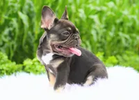Mochi, a female French Bulldog for sale in Millersburg, IN – 2 of 5