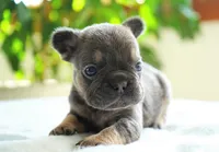 Sophie, a female French Bulldog for sale in Millersburg, IN – 5 of 5
