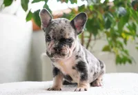 Polly, a female French Bulldog for sale in Millersburg, IN – 5 of 5