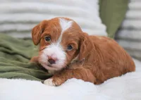 Pickles , a female Miniature Goldendoodle for sale in Millersburg, IN – 3 of 4