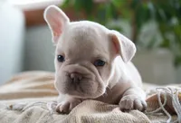Dolly, a female French Bulldog for sale in Millersburg, IN – 3 of 7