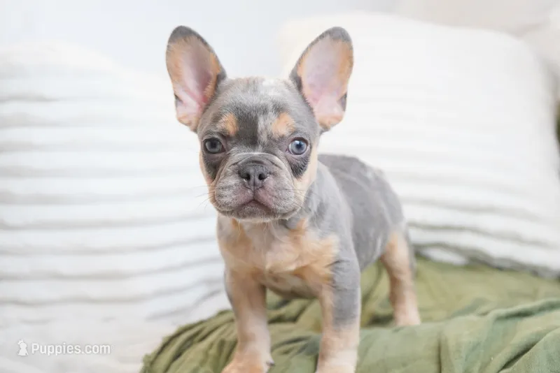 Oliver – French Bulldog puppy for sale in Millersburg, IN