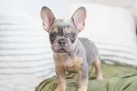 Oliver, a male French Bulldog for sale in Millersburg, IN – 1 of 6