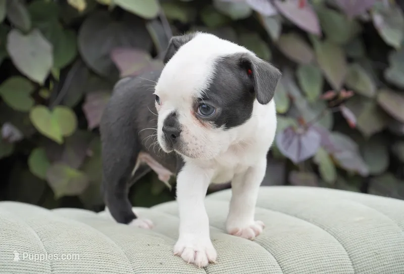 Marley – Boston Terrier puppy for sale in Millersburg, IN