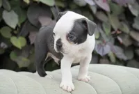 Marley, a male Boston Terrier for sale in Millersburg, IN – 1 of 4