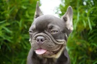Olivia, a female French Bulldog for sale in Millersburg, IN – 2 of 6