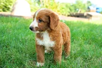 Nala , a female Goldendoodle for sale in Millersburg, IN – 3 of 5