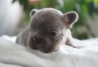 Milo, a male French Bulldog for sale in Millersburg, IN – 2 of 4