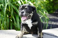 Eleanor , a female English Bulldog and Olde English Bulldogge for sale in Millersburg, IN – 2 of 5