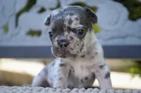Tipper , a female French Bulldog for sale in Millersburg, IN – 6 of 6