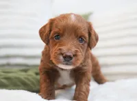 Peggy, a female Miniature Goldendoodle for sale in Millersburg, IN – 4 of 8