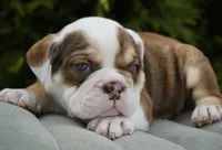 Barnie, a male English Bulldog and Olde English Bulldogge for sale in Millersburg, IN – Photo 2 of 4
