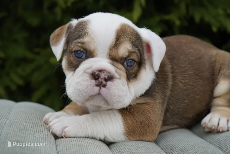 Barnie – English Bulldog, Olde English Bulldogge puppy for sale in Millersburg, IN