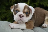 Barnie, a male English Bulldog and Olde English Bulldogge for sale in Millersburg, IN – Photo 1 of 4
