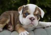 Barnie, a male English Bulldog and Olde English Bulldogge for sale in Millersburg, IN – Photo 4 of 4