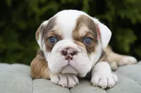 Barnie, a male English Bulldog and Olde English Bulldogge for sale in Millersburg, IN – Photo 3 of 4