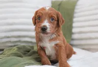 Puddles, a female Miniature Goldendoodle for sale in Millersburg, IN – 2 of 6