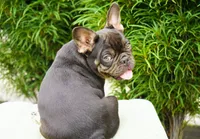 Truffle , a female French Bulldog for sale in Millersburg, IN – 5 of 5