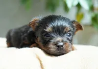 Buttons, a male Yorkshire Terrier for sale in Millersburg, IN – 2 of 4