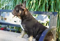 Truffle , a female French Bulldog for sale in Millersburg, IN – 4 of 5