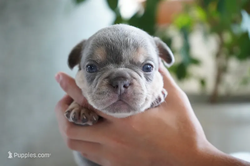 Oliver – French Bulldog puppy for sale in Millersburg, IN