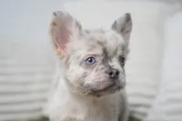 Dudley , a male French Bulldog for sale in Millersburg, IN – 4 of 10