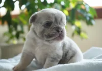 Dudley , a male French Bulldog for sale in Millersburg, IN – 3 of 4