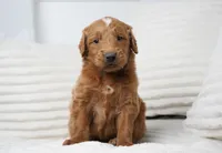 Archer , a male Goldendoodle for sale in Millersburg, IN – 1 of 7