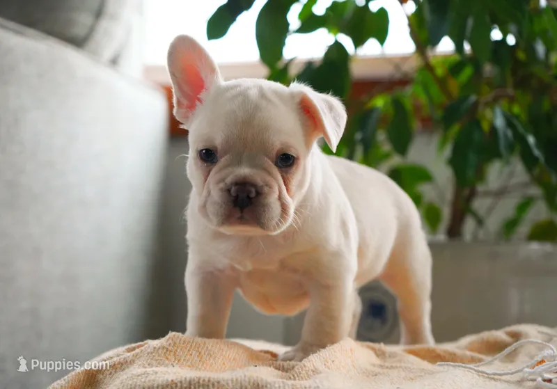 Benjamin  – French Bulldog puppy for sale in Millersburg, IN