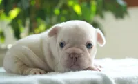Dolly, a female French Bulldog for sale in Millersburg, IN – 4 of 4