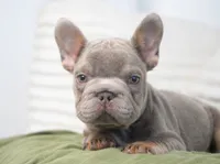 Milo, a male French Bulldog for sale in Millersburg, IN – 3 of 5
