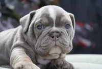 Rosie, a female English Bulldog and Olde English Bulldogge for sale in Millersburg, IN – 4 of 4