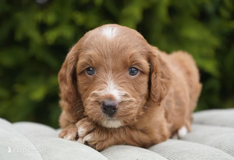 Bailey – Goldendoodle puppy for sale in Millersburg, IN