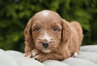 Bailey, a female Goldendoodle for sale in Millersburg, IN – Photo 1 of 3