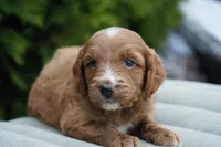 Bailey, a female Goldendoodle for sale in Millersburg, IN – Photo 3 of 3