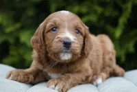 Bailey, a female Goldendoodle for sale in Millersburg, IN – Photo 2 of 3