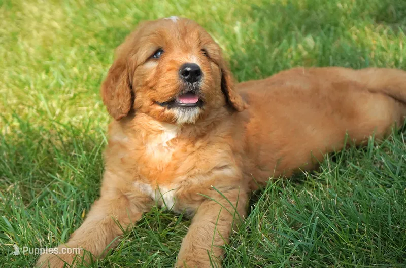 Wrigley – Goldendoodle puppy for sale in Millersburg, IN