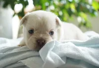Zoe, a female French Bulldog for sale in Millersburg, IN – 5 of 6
