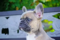 Poppy, a female French Bulldog for sale in Millersburg, IN – 3 of 7