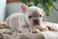 Dolly, a female French Bulldog for sale in Millersburg, IN – 4 of 7