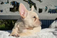 Tinker , a male French Bulldog for sale in Millersburg, IN – 4 of 5