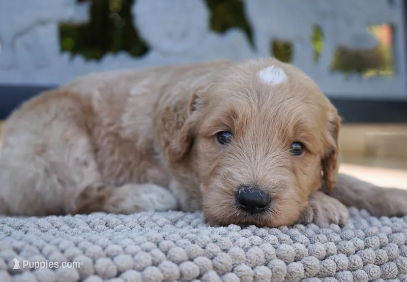 Aston – Goldendoodle puppy for sale in Millersburg, IN