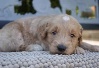 Aston, a male Goldendoodle for sale in Millersburg, IN – 1 of 3