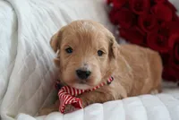 Nash, a male Goldendoodle for sale in Millersburg, IN – Photo 1 of 4