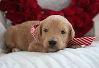 Nash, a male Goldendoodle for sale in Millersburg, IN – Photo 3 of 4