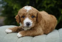 Biscuit, a male Goldendoodle for sale in Millersburg, IN – Photo 4 of 4